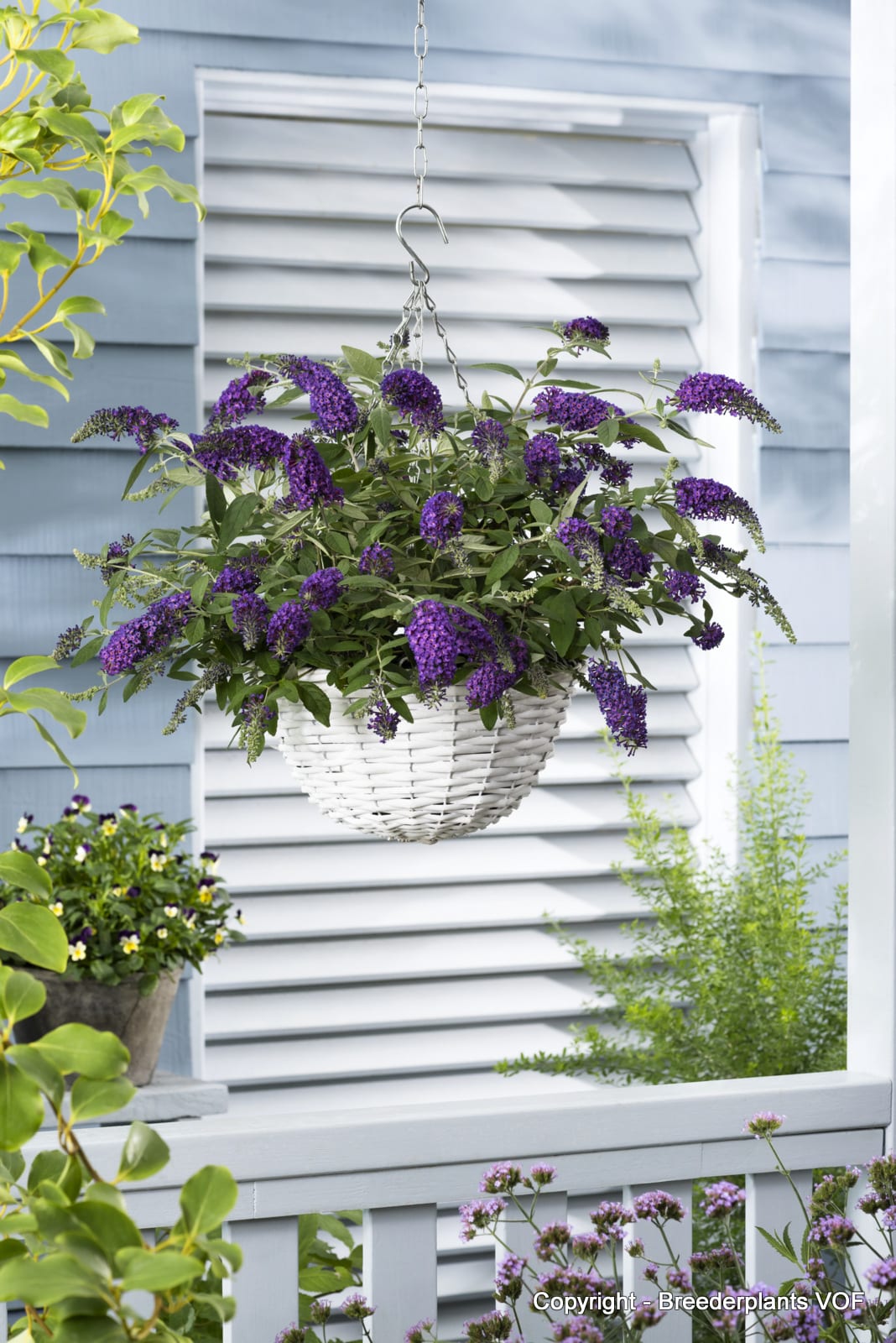 Buddleja davidii 'Dreaming Purple'